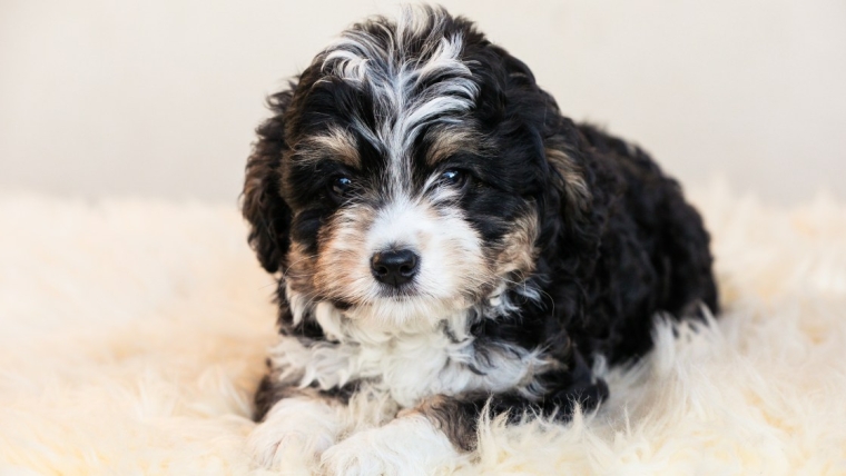 Un chiot mort et trois sauvés d’une voiture en feu en Floride