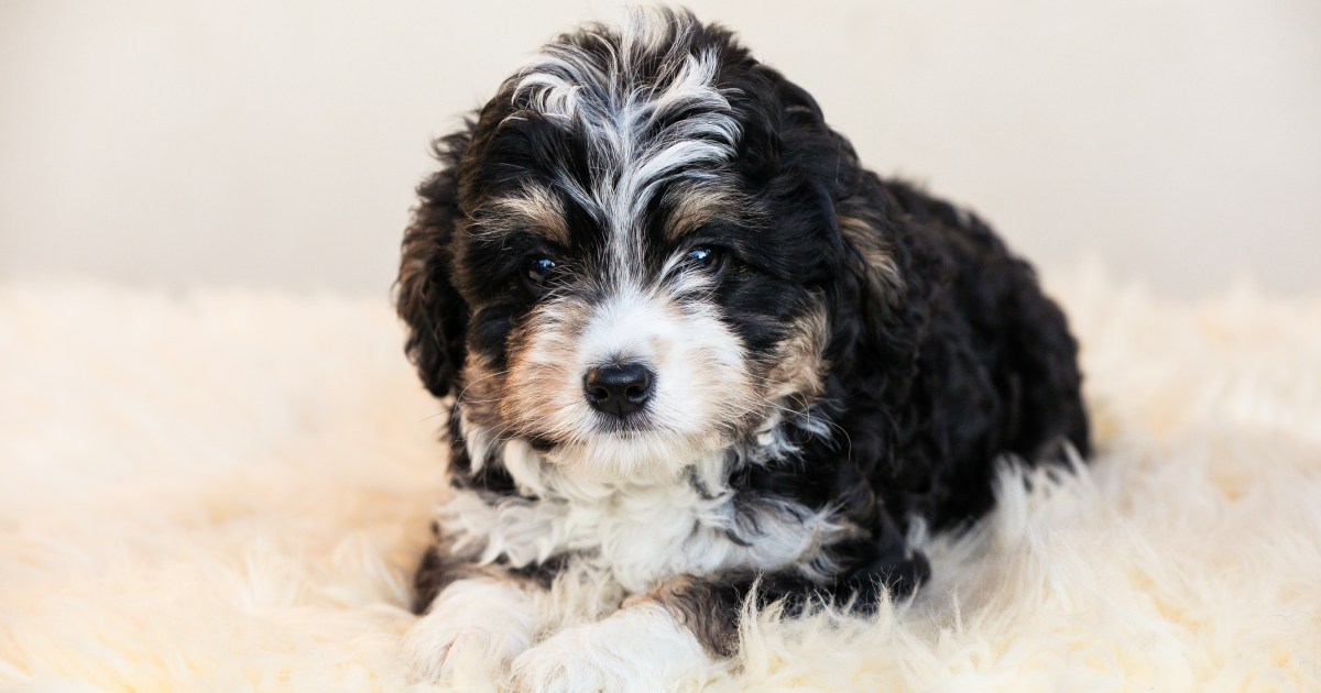 Un chiot mort et trois sauvés d’une voiture en feu en Floride