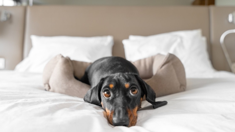 Comment trouver les meilleurs hôtels acceptant les animaux de compagnie