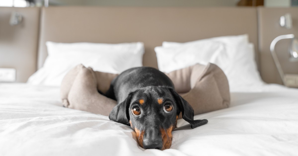 Comment trouver les meilleurs hôtels acceptant les animaux de compagnie