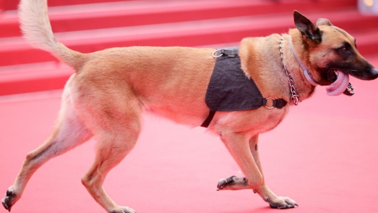 Les chiens sur le tapis rouge du Festival de Cannes 2024