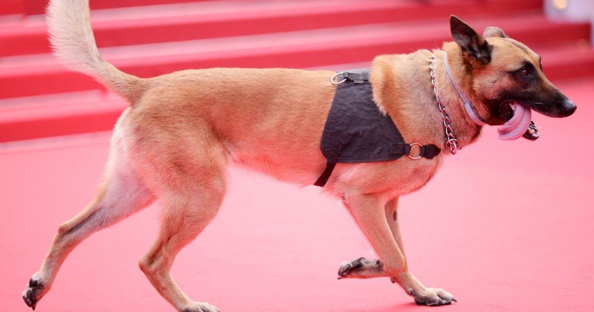 Les chiens sur le tapis rouge du Festival de Cannes 2024