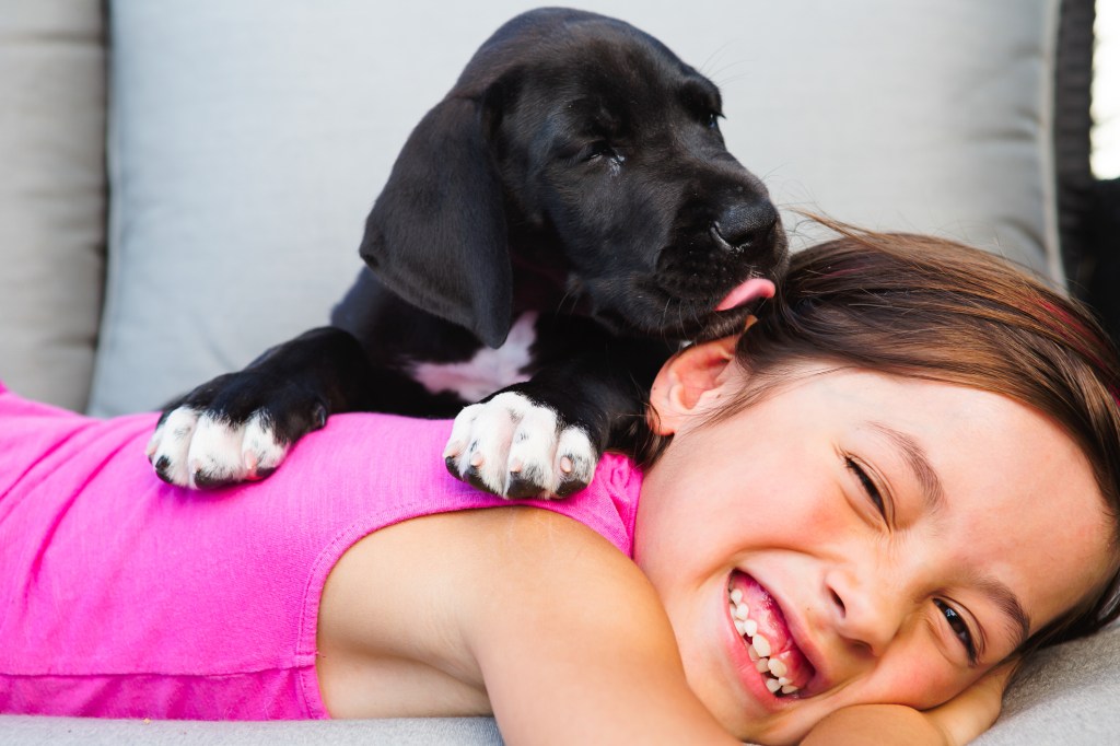 Chiot Grand Danois embrassant une petite fille.