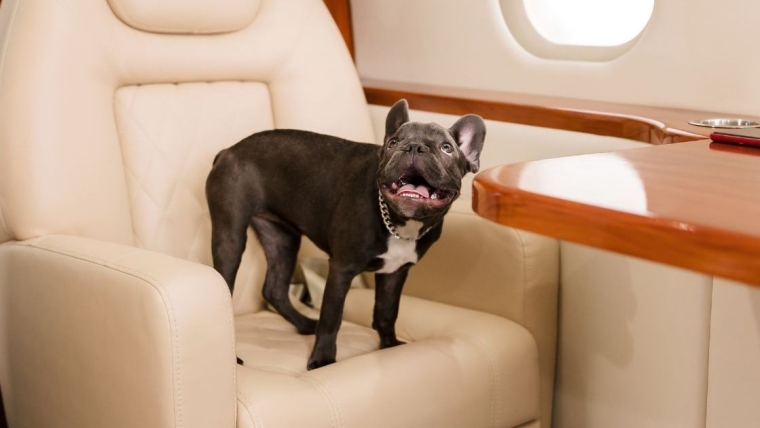 BARK Air s’apprête à effectuer son premier vol destiné aux chiens