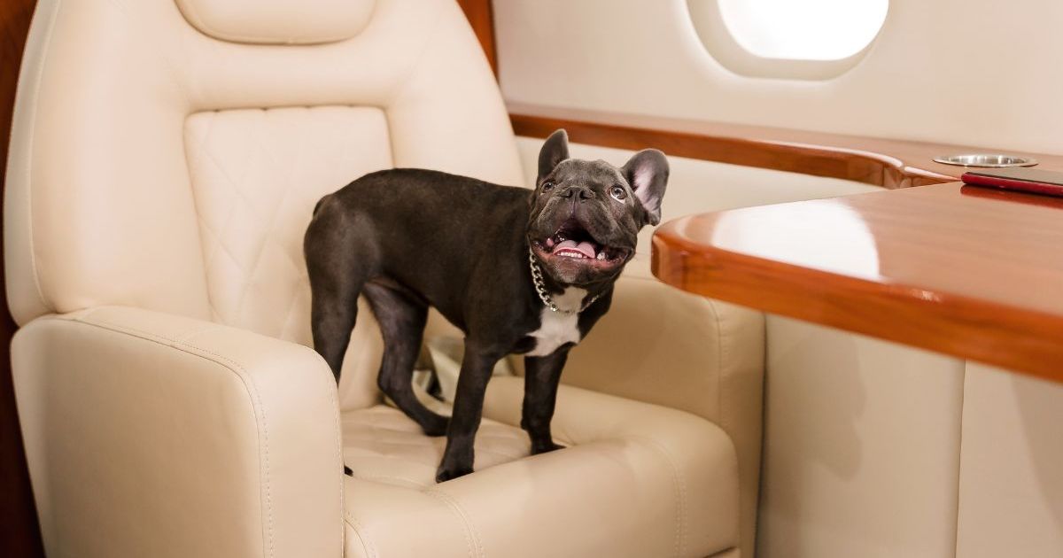 BARK Air s’apprête à effectuer son premier vol destiné aux chiens