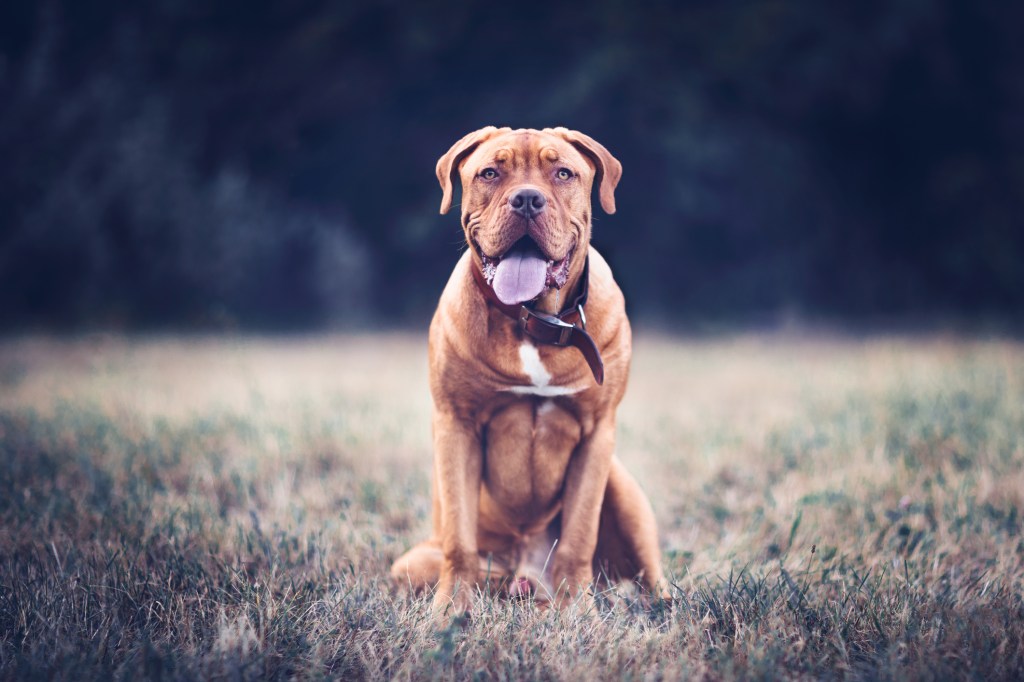 Un Dogue de Bordeaux, une race de chien de grande taille, assis dans un champ et regardant l'appareil photo.