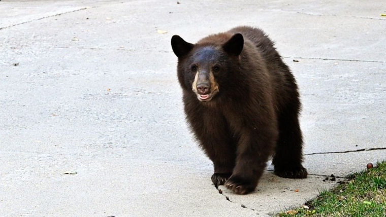 Un ours poursuit un chien et une femme dans une allée du Minnesota