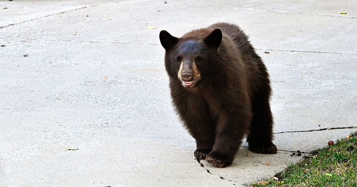 Un ours poursuit un chien et une femme dans une allée du Minnesota
