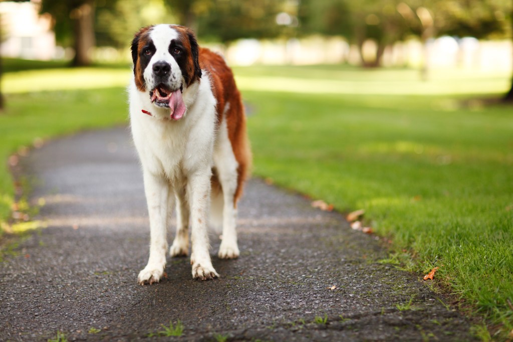 Un saint-bernard heureux, une race de grand chien, debout dans le parc, haletant après une bonne séance de jeu.