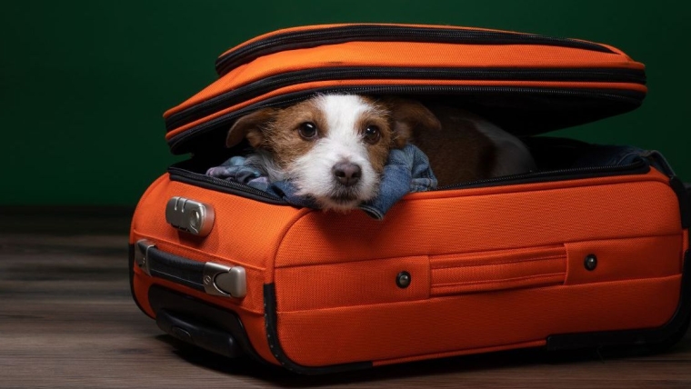 Un chien et des chiots abandonnés dans une valise en Caroline du Nord