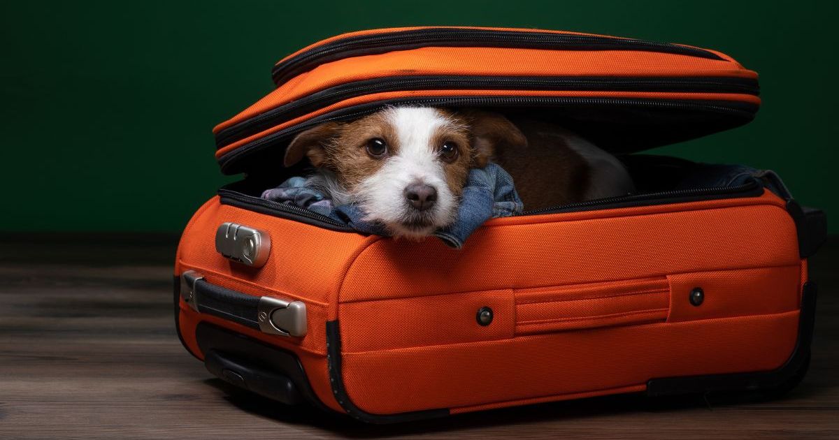 Un chien et des chiots abandonnés dans une valise en Caroline du Nord
