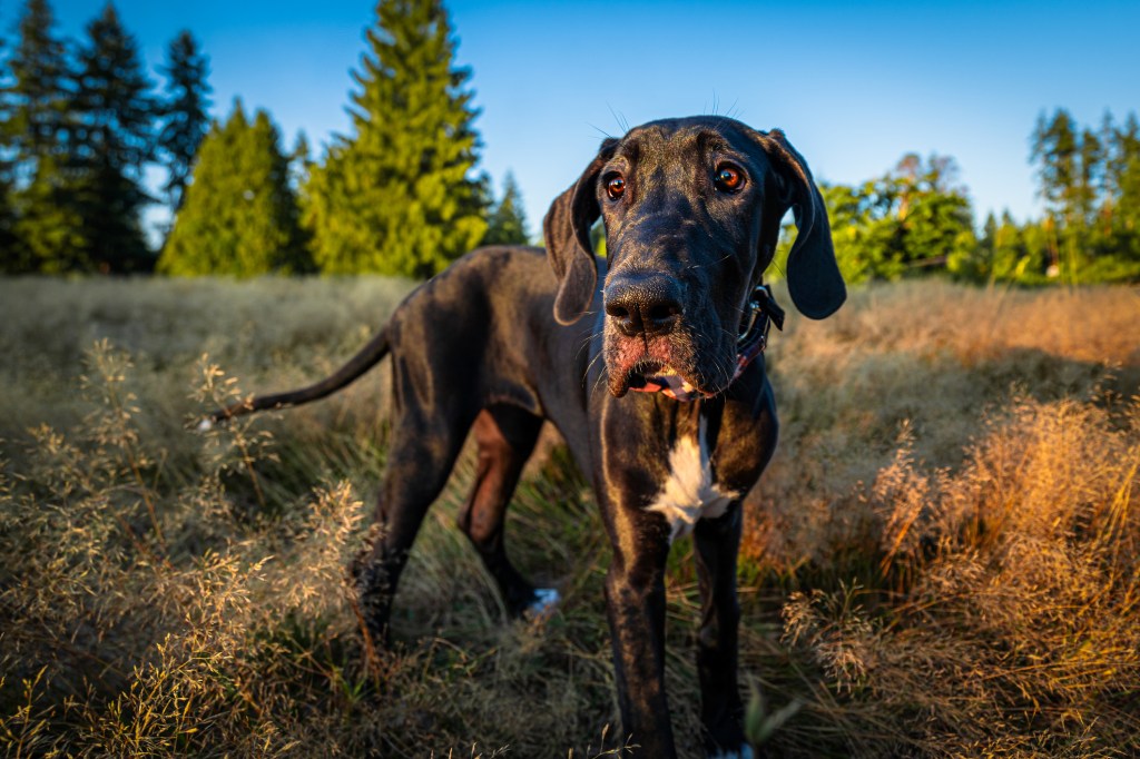 Portrait d'un Grand Danois, un chien de la race des grands chiens, debout dans un champ sur fond de ciel,Woodinville,Washington,Etats-Unis,USA