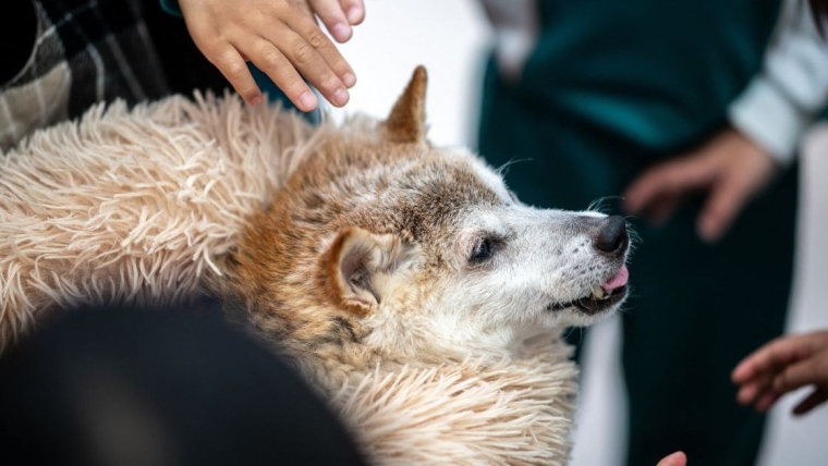 L’icône du mème Dogecoin et Doge Shiba Inu « Kabosu » meurt à l’âge de 18 ans