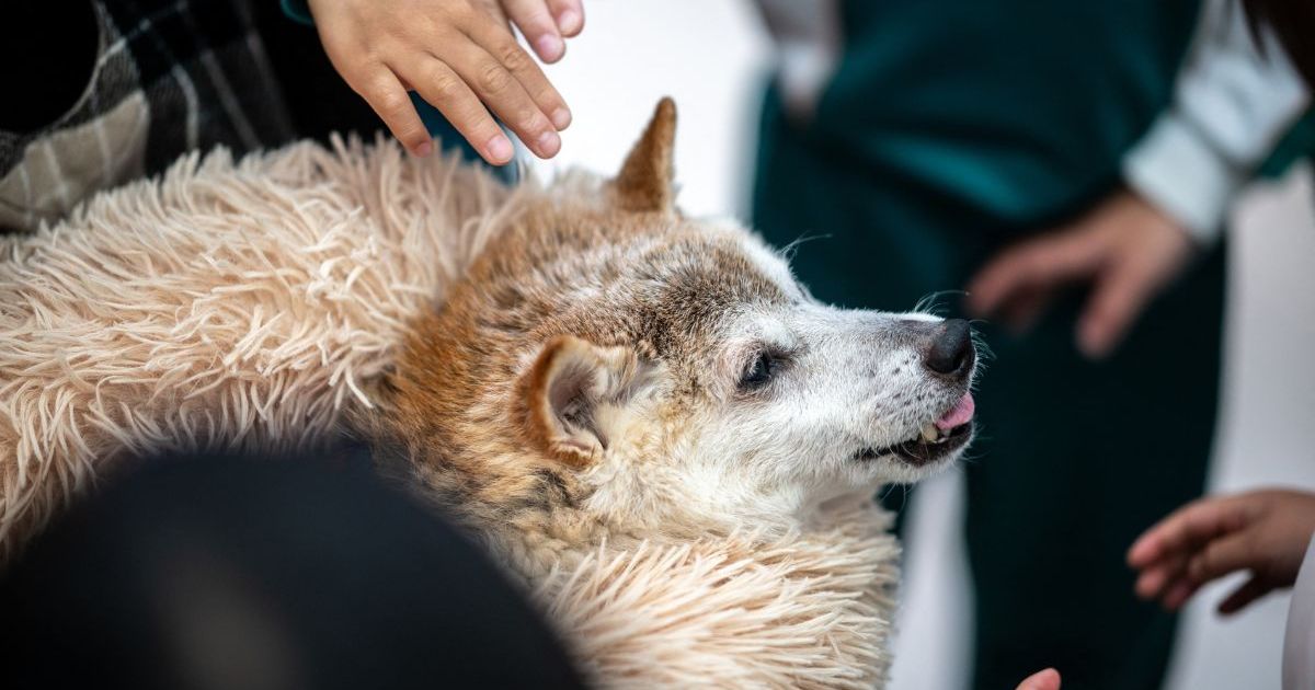 L’icône du mème Dogecoin et Doge Shiba Inu « Kabosu » meurt à l’âge de 18 ans