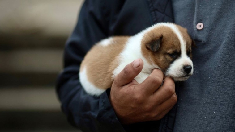 Un abri de fortune permet de sauver des centaines de chiens des inondations