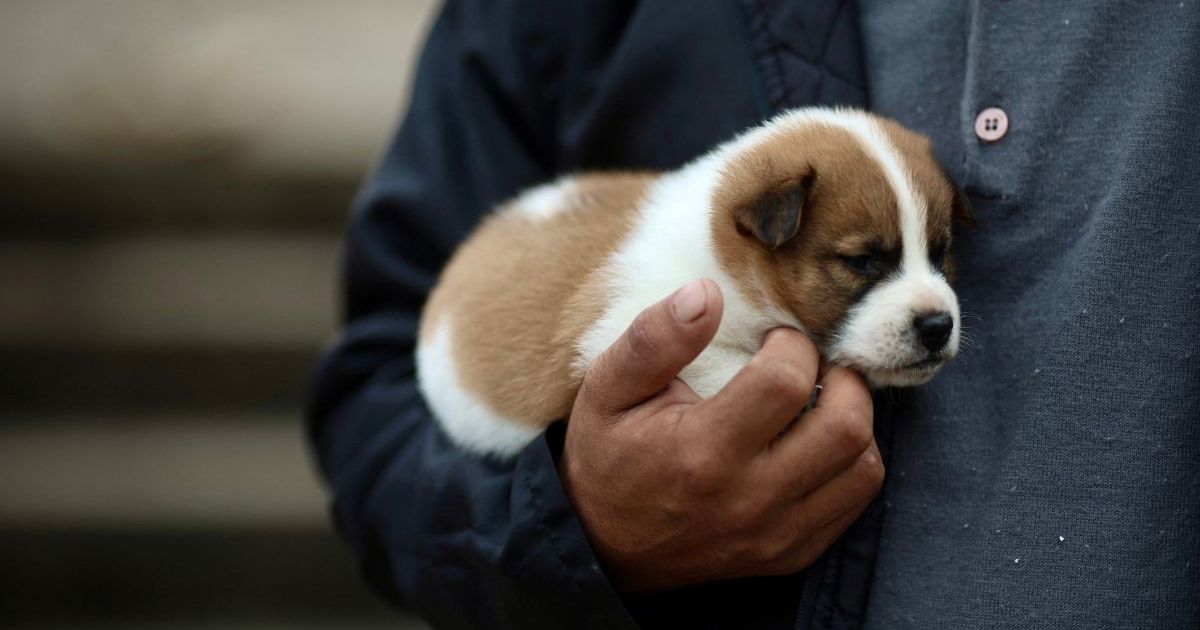 Un abri de fortune permet de sauver des centaines de chiens des inondations