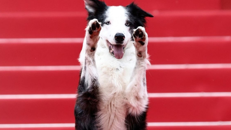 Le chien « Messi » séduit sur le tapis rouge du Festival de Cannes 2024