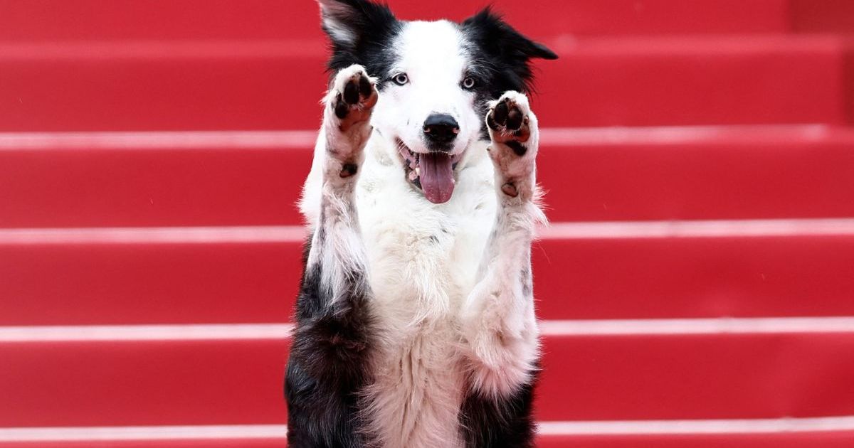 Le chien « Messi » séduit sur le tapis rouge du Festival de Cannes 2024