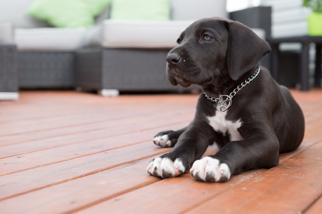 Chiot dogue noir sur le pont