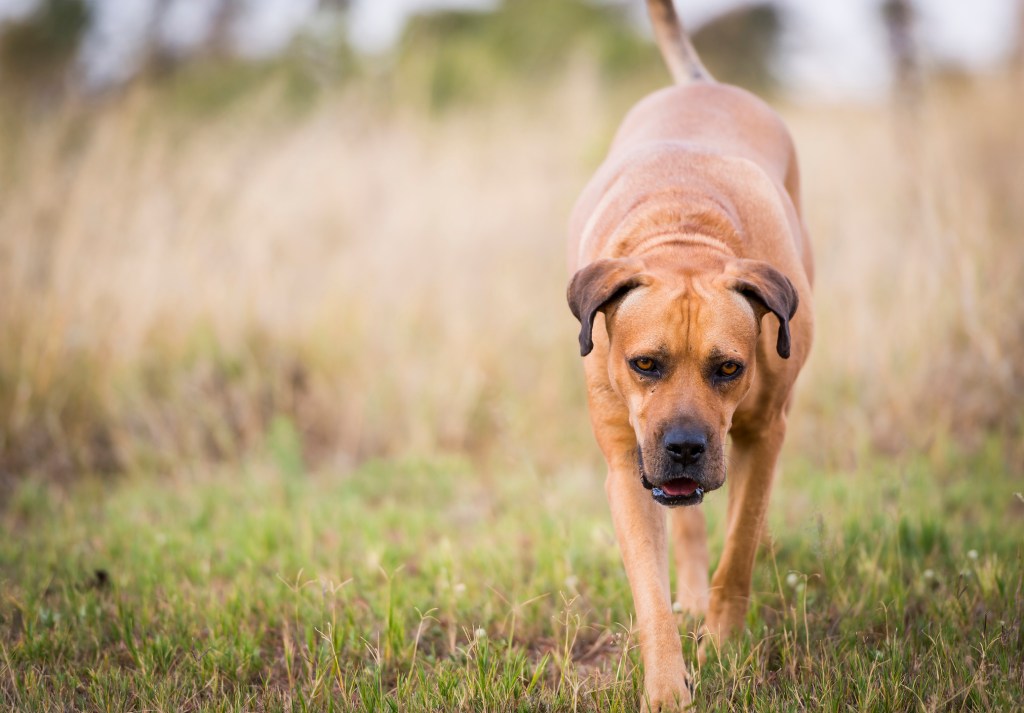 Chien Boerboel ou Mastiff sud-africain marchant dans l'herbe