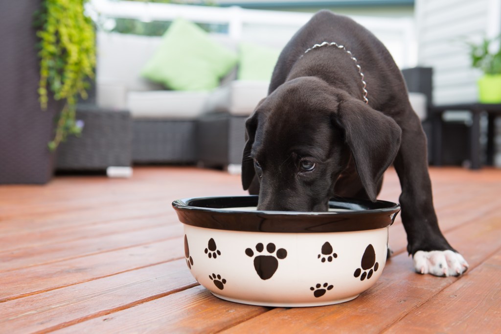 Chiot dogue de Bordeaux mangeant