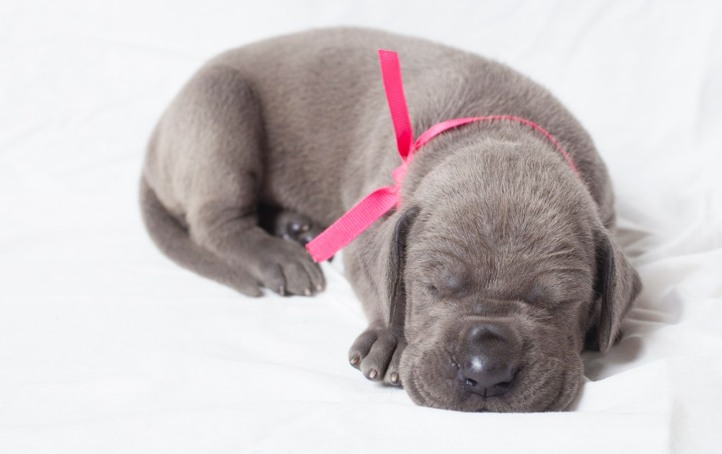 Chiot dogue de Bordeaux endormi