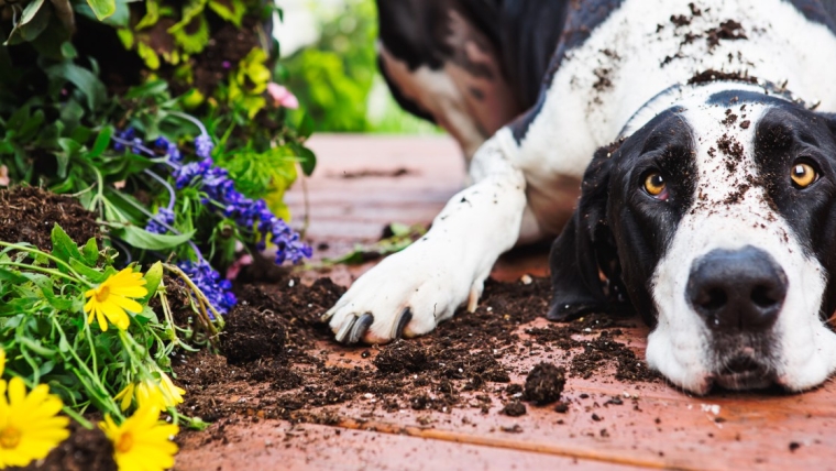 Les 10 plus grands chiens que vous devez connaître