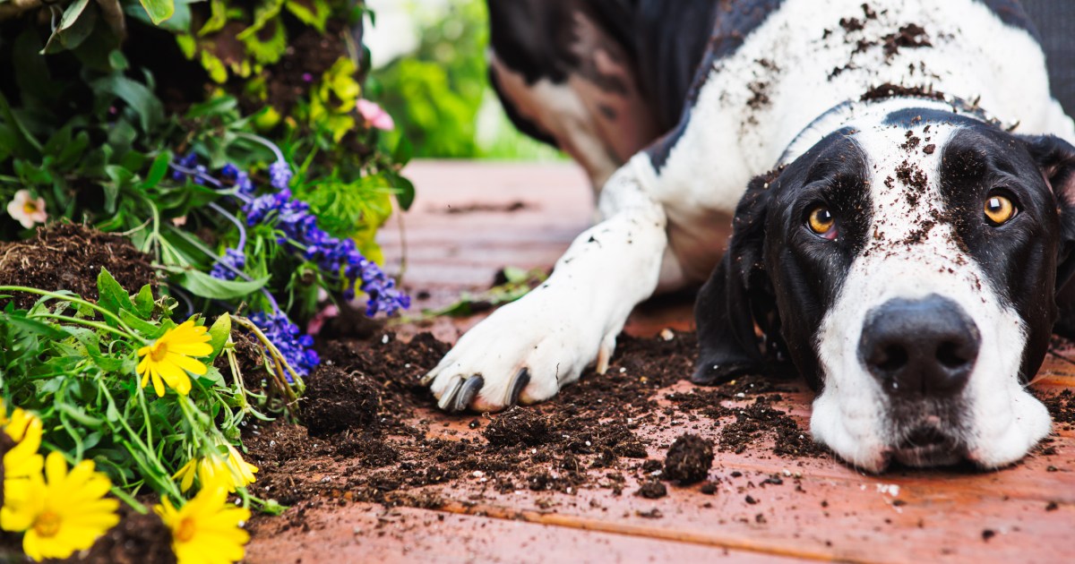 Les 10 plus grands chiens que vous devez connaître