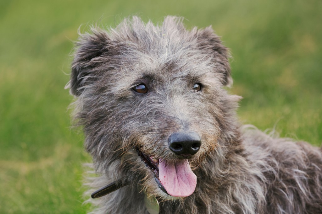 Un magnifique chien de chasse écossais debout dans l'herbe, regardant à gauche de l'appareil photo.