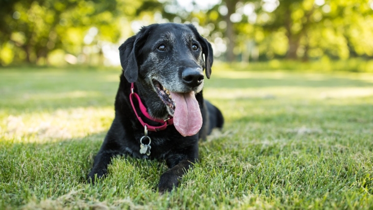 Un chien d’assistance de Floride volé dans un hôtel retrouve son maître