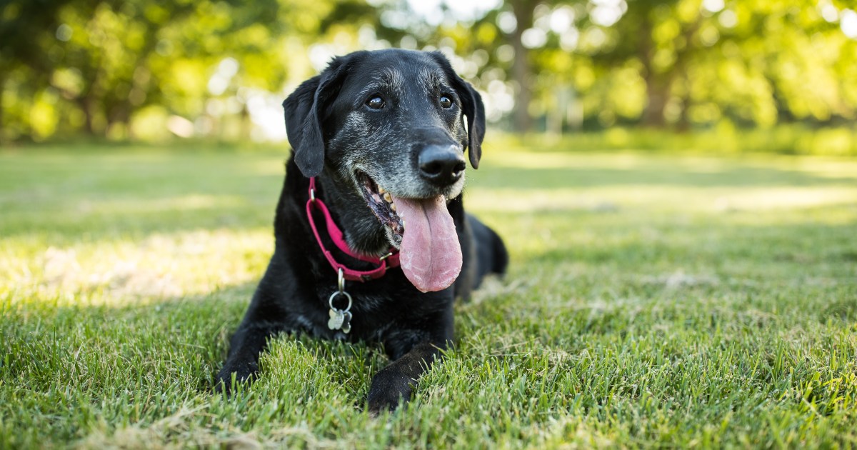 Un chien d’assistance de Floride volé dans un hôtel retrouve son maître