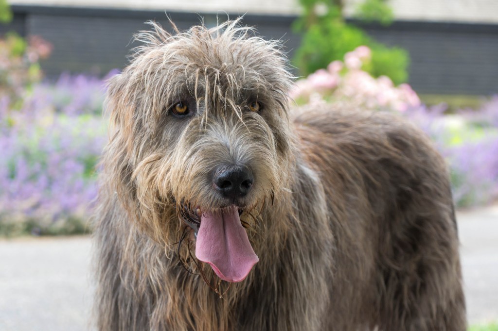 Un Irish Wolfhound avec la langue tirée