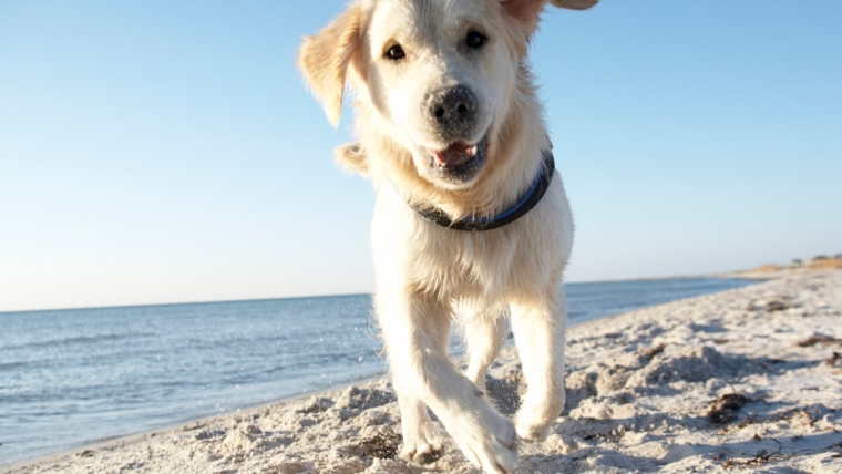 Conseils de sécurité pour profiter des plages accueillantes pour les chiens