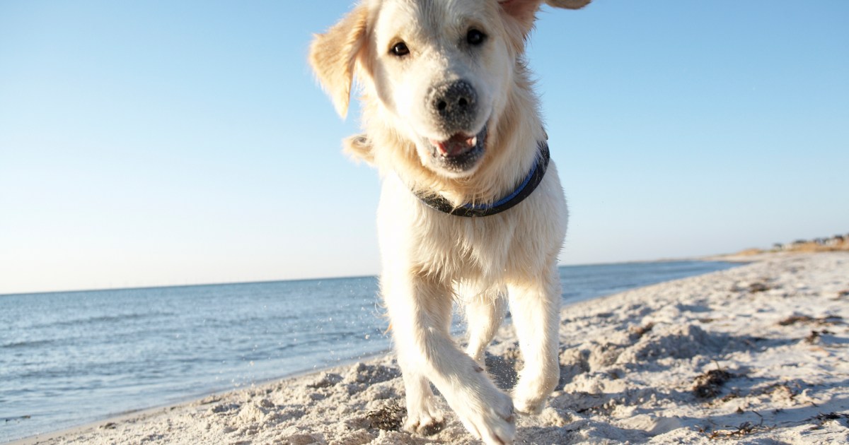Conseils de sécurité pour profiter des plages accueillantes pour les chiens