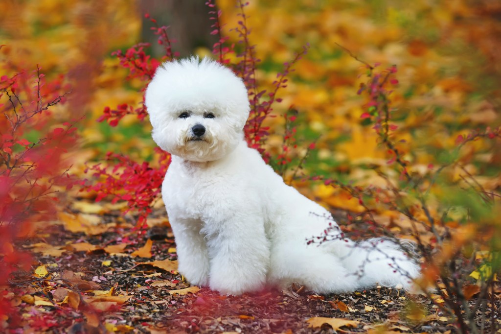 Bichon Frise blanc, un petit chien, avec une coupe de cheveux élégante posant à l'extérieur en automne.