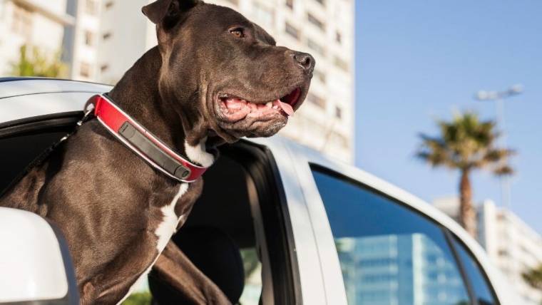 La police sauve un chien en détresse d’une voiture en feu sur une plage de Floride