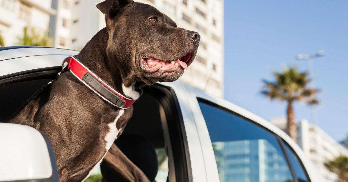 La police sauve un chien en détresse d’une voiture en feu sur une plage de Floride