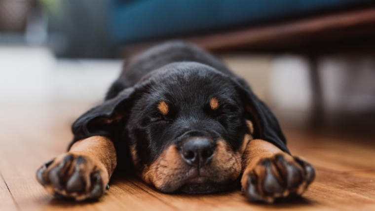 Un chien survit à une tornade, son chenil s’envole à quatre blocs de distance