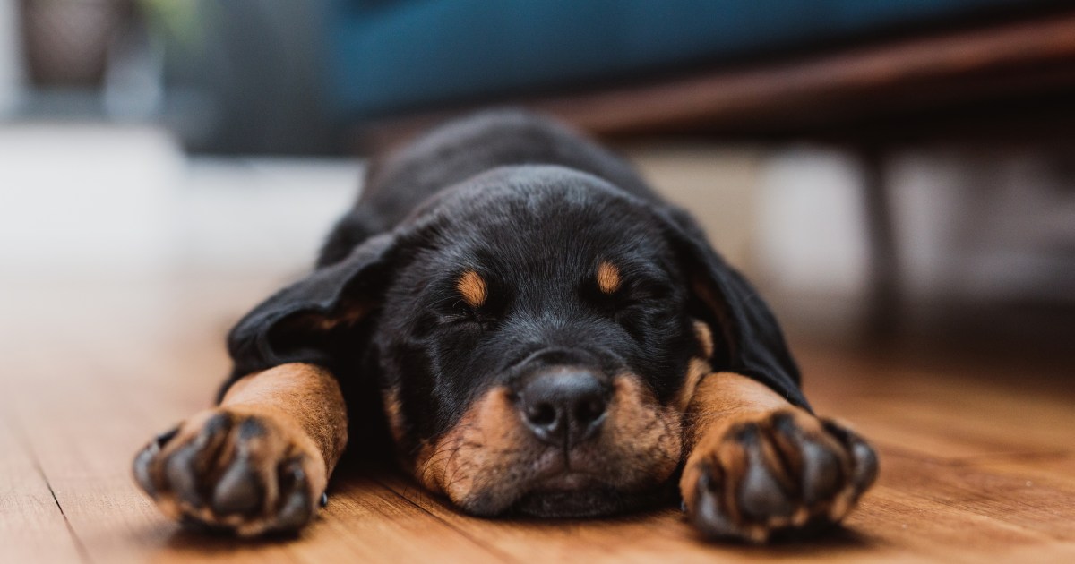 Un chien survit à une tornade, son chenil s’envole à quatre blocs de distance