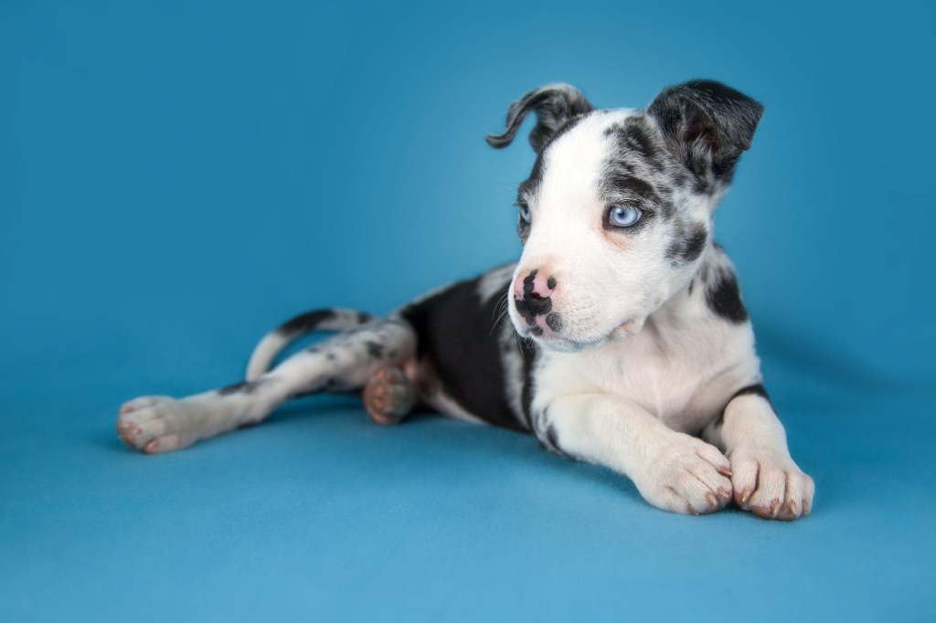 Chiot dogue allemand