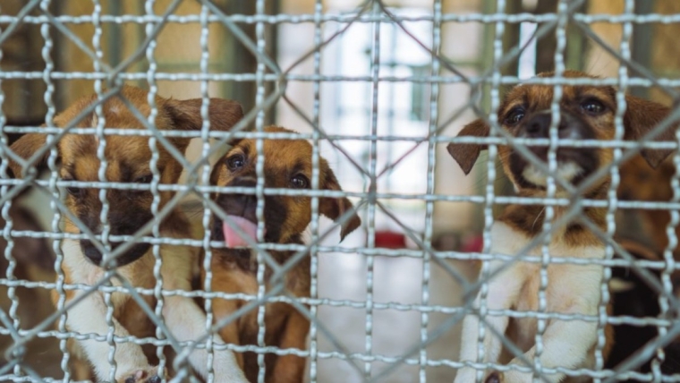 Les « cent horribles » de la Humane Society répertorient 15 usines à chiots de l’Iowa