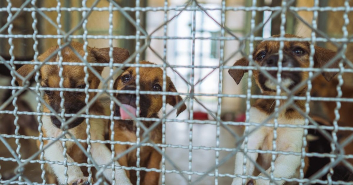 Les « cent horribles » de la Humane Society répertorient 15 usines à chiots de l’Iowa