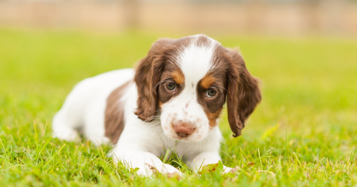 Chiots de l’épagneul Springer anglais : Photos mignonnes et faits