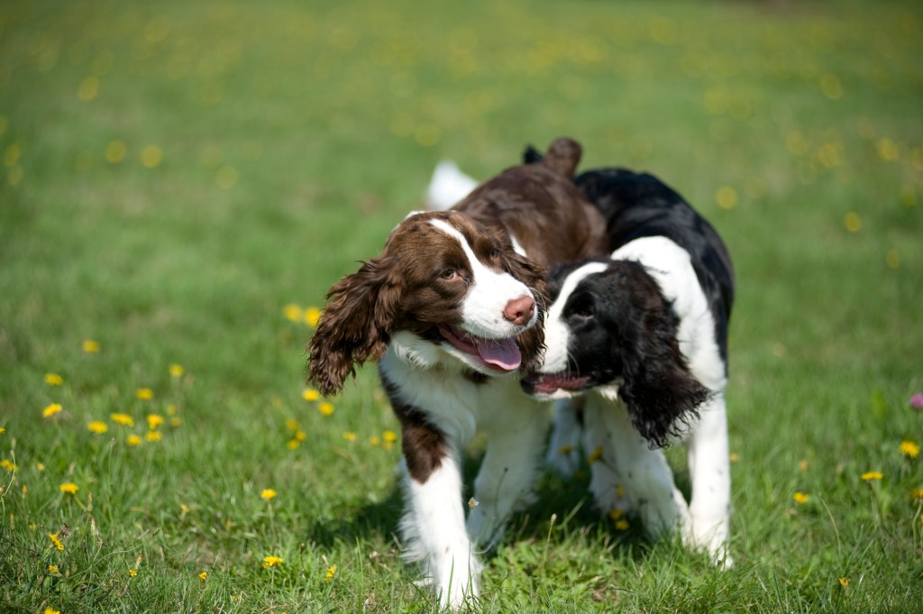 Deux chiots Springer anglais en train de jouer.