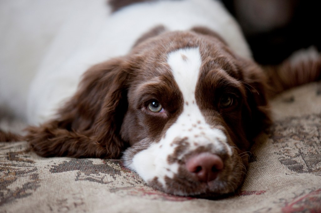 Springer anglais de trois mois.