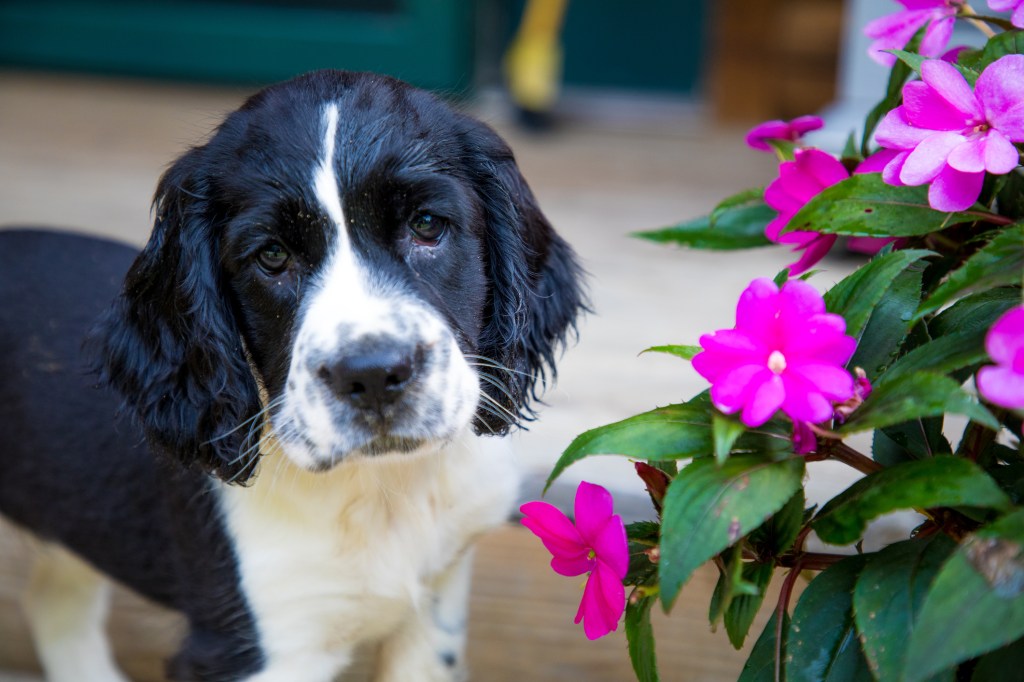 Chiot Springer anglais avec une fleur.