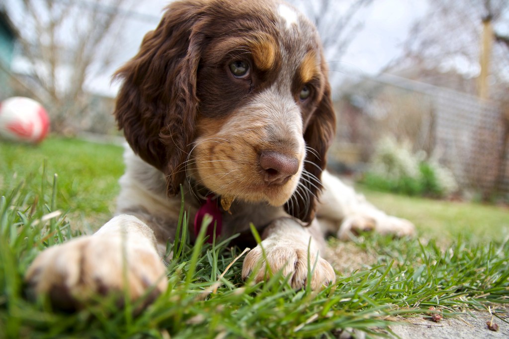 Chiot Springer anglais couché dans une cour urbaine.