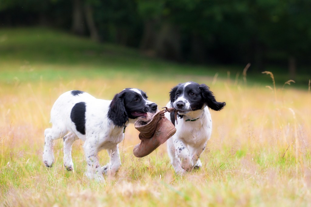 Deux chiots Springer Spaniel jouant dans une prairie ensoleillée.