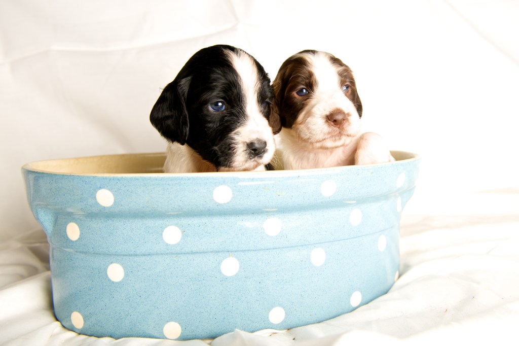 Deux chiots Springer anglais dans une baignoire.