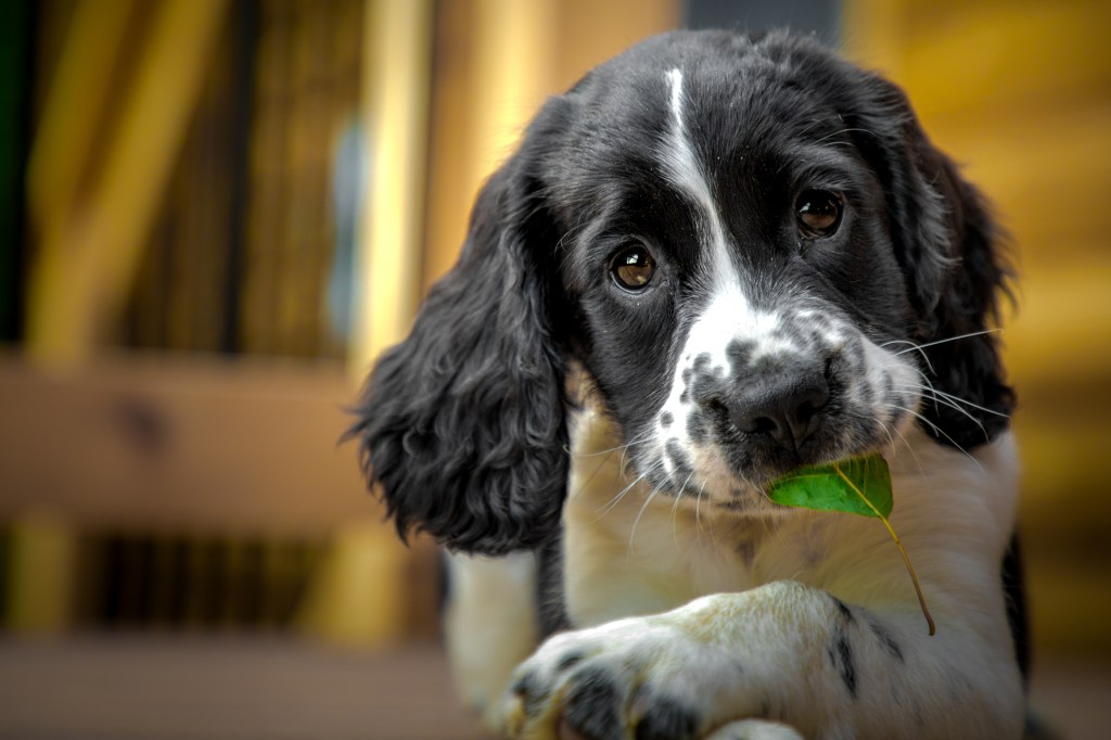Chiot Springer anglais avec une feuille.